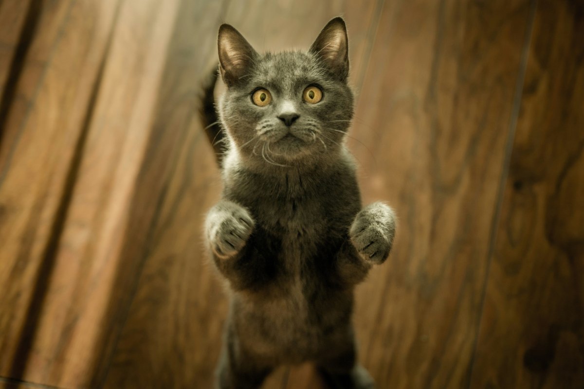 Keeping Your Indoor Cat Truly Healthy: 3 Things NZ Owners Miss (NZ Guide) - Pet Supply